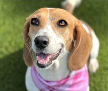 Rescue Beagle Dogs for Adoption in Hondo, Texas - Marcy-Fun Loving WalMart Greeter | PetCurious