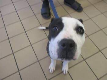 Staffordshire Bull Terrier Dogs Available for Adoption in Ocala, Florida - LABRON | PetCurious