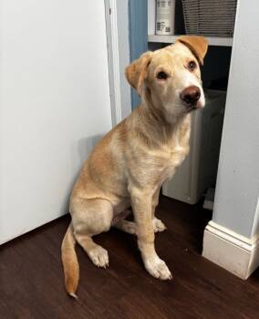 Rescue Labrador Retriever and Husky Dogs for Adoption in South Bend, Indiana - Messiah (Bubba)In A Foster Home | PetCurious