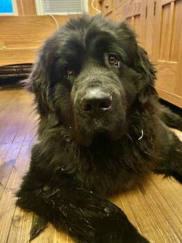 Newfoundland Dog Dogs Available for Adoption in Ledyard, Connecticut - Scamp | PetCurious