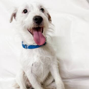 Rescue Shepherd and Corgi Dogs for Adoption in Parker, Colorado - 833 (2025) Einstein | PetCurious