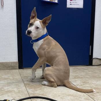 Knock Out -  Pit Bull Terrier and Mixed Breed Dog for Adoption in Galveston, Texas - Knock Out | PetCurious
