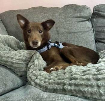 Timmy -  Portuguese Podengo Dog for Adoption in Mansfield, Massachusetts - Timmy | PetCurious