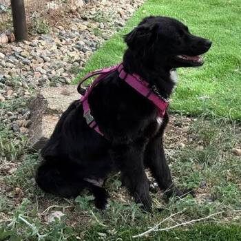 Australian Shepherd and Mixed Breed Dogs Available for Adoption in Prescott, Arizona - Bailey | PetCurious