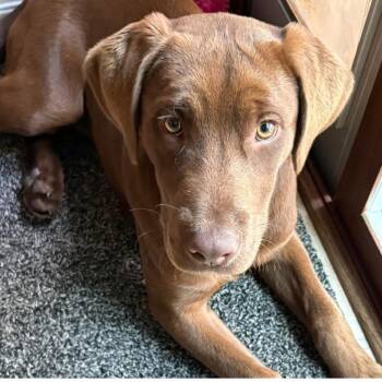 Chocolate Labrador Retriever Dogs Available for Adoption in Shorewood, Illinois - Koko | PetCurious