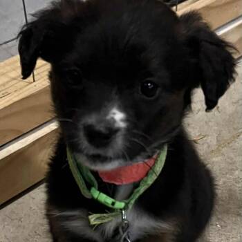 Rescue Mixed Breed Dogs for Adoption in Buffalo, Minnesota - Olive Garden | PetCurious