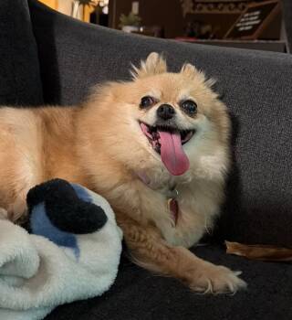 Missy -  Pomeranian Dog for Adoption in Brookings, South Dakota - Missy | PetCurious