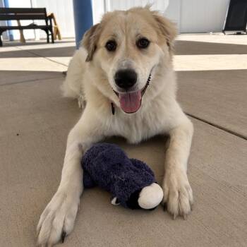 Aspen -  Great Pyrenees Dog for Adoption in Harrisonburg, Virginia - Aspen | PetCurious