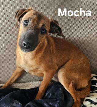 Dachshund and Catahoula Leopard Dog Dogs Available for Adoption - Mocha  | PetCurious