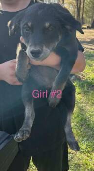 Shepherd and Rottweiler Dogs Available for Adoption in El Dorado, Arkansas - Chloe | PetCurious