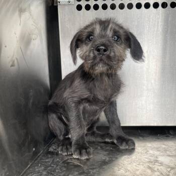 Schnauzer and Terrier Dogs Available for Adoption - Brando | PetCurious
