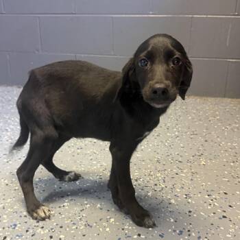 TUSC-Stray-85869_2 -  Labrador Retriever and Hound Dog for Adoption in Tuscaloosa, Alabama - TUSC-Stray-85869_2 | PetCurious