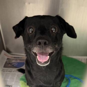 Joey -  Chihuahua Dog for Adoption in Sacramento, California - Joey | PetCurious