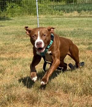 Rescue Pit Bull Terrier Dogs for Adoption in Hilton, New York - Myah | PetCurious