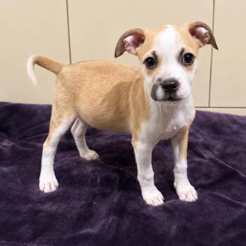 Ricardo -  Mixed Breed Dog for Adoption in Wappingers Falls, New York - Ricardo | PetCurious