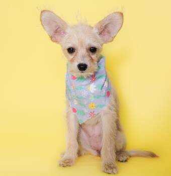Chihuahua and Poodle Dogs Available for Adoption - Tulip | PetCurious