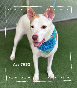 ACE -  Hound Dog for Adoption in Marietta, Georgia - ACE | PetCurious