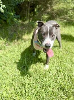 Rescue Bull Terrier and Labrador Retriever Dogs for Adoption in Angleton, Texas - Katana | PetCurious