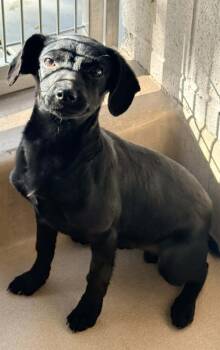 Rescue Dachshund and Mixed Breed Dogs for Adoption in Visalia, California - Little Bear | PetCurious