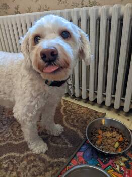 Poodle and Bichon Frise Dogs Available for Adoption - CUTENESS OVERLOAD - HENRY HAS IT ALL!         | PetCurious