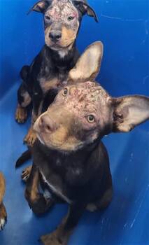 BEATRIZ -  Mixed Breed Dog for Adoption in Dallas, Texas - BEATRIZ | PetCurious