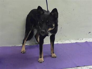 German Shepherd Dog and Mixed Breed Dogs Available for Adoption in Houston, Texas - ARNOLD | PetCurious