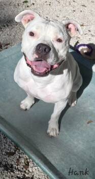 American Bulldog and Pit Bull Terrier Dogs Available for Adoption - Hank | PetCurious