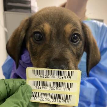 Lip Gallagher -  Mixed Breed Dog for Adoption in Charleston, West Virginia - Lip Gallagher | PetCurious