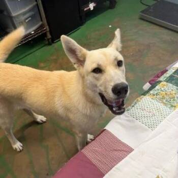 Champagne -  Shepherd and Mixed Breed Dog for Adoption in Hattiesburg, Mississippi - Champagne | PetCurious