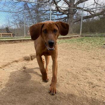 Graham -  Hound Dog for Adoption in Lewisburg, West Virginia - Graham | PetCurious