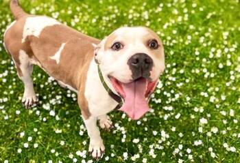 American Bulldog Dogs Available for Adoption in Fort Lauderdale, Florida - QUESA | PetCurious