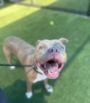 Ravv --Courtesy Post. Out of town pet. See below for details-- -  Pit Bull Terrier Dog for Adoption in Eagle, Idaho - Ravv --Courtesy Post. Out Of Town Pet. See Below For Details-- | PetCurious
