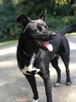Rescue Shepherd and Labrador Retriever Dogs for Adoption in Chattanooga, Tennessee - Nugget | PetCurious