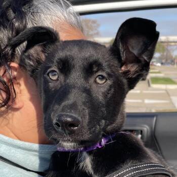 Belgian Shepherd Malinois and German Shepherd Dog Dogs Available for Adoption - Ranger | PetCurious