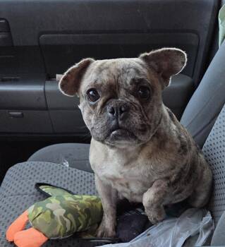 French Bulldog Dogs Available for Adoption - BRENDA | PetCurious