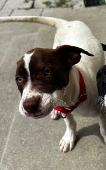Sadie -  Mixed Breed Dog Available for Adoption in North Myrtle Beach, South Carolina - Sadie | PetCurious