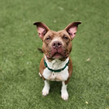 Lady -  Pit Bull Terrier Dog for Adoption in Greensboro, North Carolina - Lady | PetCurious