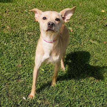 Dubai -  Chihuahua Dog for Adoption in Valdosta, Georgia - Dubai | PetCurious