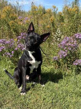 Rocco -  Basenji Dog for Adoption in Georgina, Ontario - Rocco | PetCurious