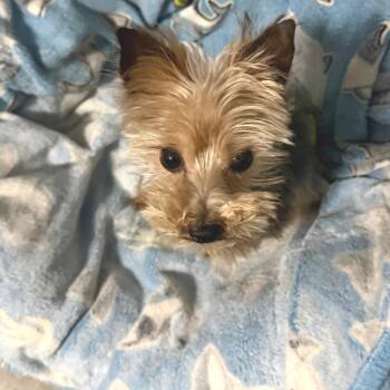 Yorkshire Terrier Dogs Available for Adoption in Helena, Alabama - Grayson | PetCurious