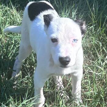 Opal -  Mixed Breed Dog for Adoption in Buffalo, Minnesota - Opal | PetCurious