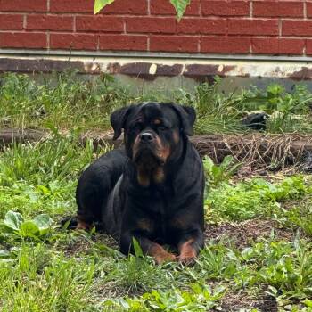 Jazzabell -  Rottweiler Dog for Adoption in East St. Louis, Illinois - Jazzabell | PetCurious