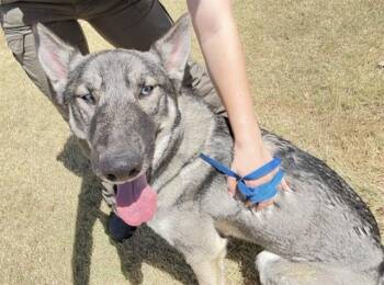 SKYE -  German Shepherd Dog and Husky Dog for Adoption in Killeen, Texas - SKYE | PetCurious