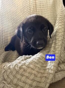 B litter Ben -  Golden Retriever and Labrador Retriever Dog for Adoption in Semmes, Alabama - B Litter Ben | PetCurious