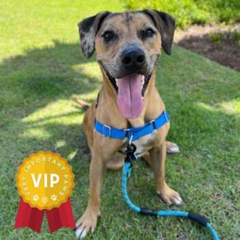 Rescue Terrier and Mixed Breed Dogs for Adoption in Honolulu, Hawaii - Snoopy | PetCurious