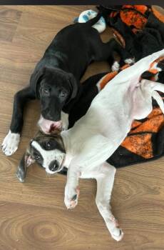 Pointer and Labrador Retriever Dogs Available for Adoption - Flower Girls: Daisy | PetCurious