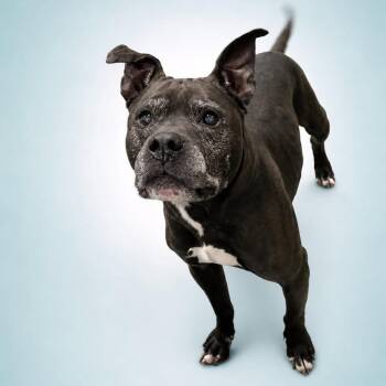 Moonlight -  Pit Bull Terrier Dog for Adoption in Silver Spring, Maryland - Moonlight | PetCurious