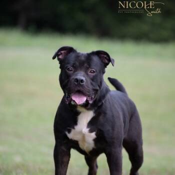 Rescue Mixed Breed Dogs for Adoption in Henderson, Kentucky - Tank | PetCurious