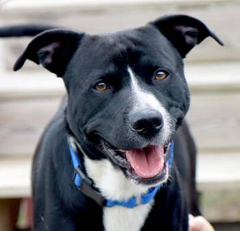 Folklore (AO37643) -  Labrador Retriever Dog for Adoption in Kansas City, Kansas - Folklore (AO37643) | PetCurious