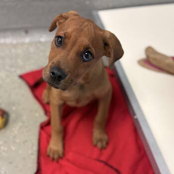 Nimbus -  Black Mouth Cur and Boxer Dog for Adoption in Bardstown, Kentucky - Nimbus | PetCurious